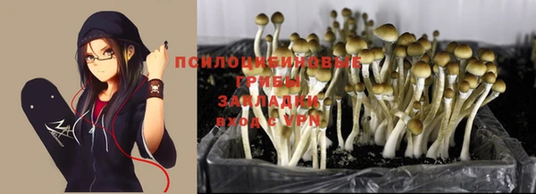 шишки Аркадак